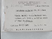 剛毛絲皮菌藏品圖，第2張