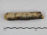 剛毛絲皮菌藏品圖，第1張
