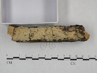 剛毛絲皮菌藏品圖，第4張