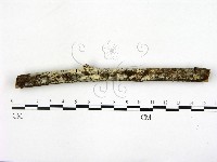 登錄號:F0021786藏品圖，第1張