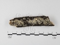 針齒銳岩菌藏品圖，第1張