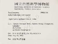 冇骨消絲齒菌藏品圖，第2張