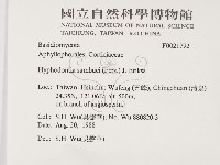 冇骨消絲齒菌藏品圖，第2張