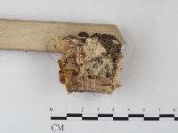 登錄號:F0021805藏品圖，第3張