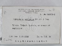 剛毛絲皮菌藏品圖，第2張