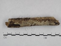 剛毛絲皮菌藏品圖，第1張