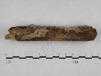 剛毛絲皮菌藏品圖，第3張