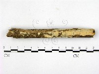 登錄號:F0021807藏品圖，第1張