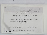 剛毛絲皮菌藏品圖，第2張