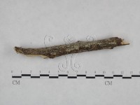 剛毛絲皮菌藏品圖，第1張
