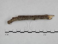 剛毛絲皮菌藏品圖，第3張