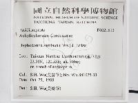 冇骨消絲齒菌藏品圖，第2張