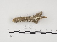 冇骨消絲齒菌藏品圖，第3張