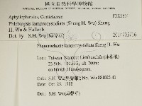 燈籠囊擬射脈菌藏品圖，第2張