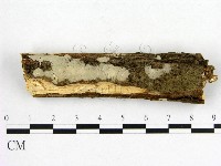 燈籠囊擬射脈菌藏品圖，第1張