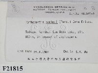 冇骨消絲齒菌藏品圖，第2張