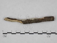 冇骨消絲齒菌藏品圖，第1張