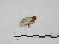 登錄號:F0021817藏品圖，第3張