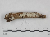 登錄號:F0021818藏品圖，第1張