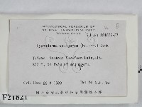 剛毛絲皮菌藏品圖，第2張
