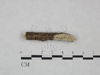 剛毛絲皮菌藏品圖，第1張