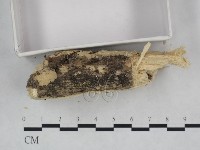 登錄號:F0021823藏品圖，第3張