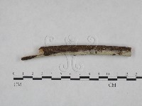 登錄號:F0021824藏品圖，第3張