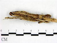 登錄號:F0021826藏品圖，第3張