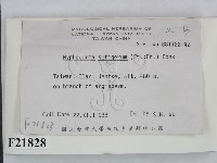 剛毛絲皮菌藏品圖，第2張