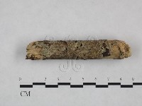 剛毛絲皮菌藏品圖，第1張