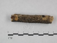 剛毛絲皮菌藏品圖，第3張