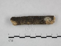 剛毛絲皮菌藏品圖，第4張