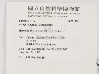 冇骨消絲齒菌藏品圖，第2張