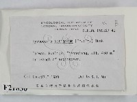 剛毛絲皮菌藏品圖，第2張
