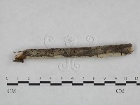 剛毛絲皮菌藏品圖，第3張
