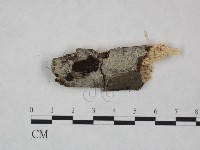 登錄號:F0021831藏品圖，第1張