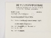 冇骨消絲齒菌藏品圖，第2張