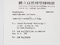 冇骨消絲齒菌藏品圖，第2張