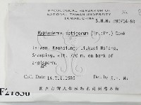 剛毛絲皮菌藏品圖，第2張