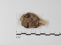剛毛絲皮菌藏品圖，第1張