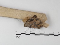 剛毛絲皮菌藏品圖，第3張