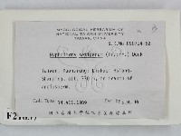 剛毛絲皮菌藏品圖，第2張