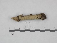剛毛絲皮菌藏品圖，第1張