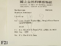 乳菇屬藏品圖，第2張