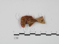 紅菇屬藏品圖，第3張