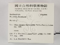 紅菇屬藏品圖，第2張