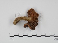 紅菇屬藏品圖，第3張
