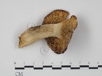 紅菇屬藏品圖，第3張