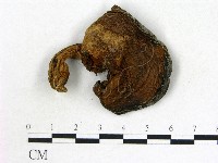 登錄號:F0021846藏品圖，第1張