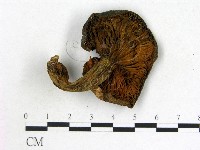 登錄號:F0021846藏品圖，第3張